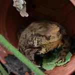 Nyaraló Osada Wloscianska Ojcow